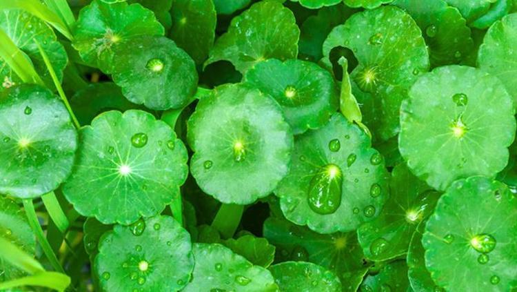 SELÜLİT GİDERİCİ DOĞAL OT: GOTU KOLA VE AT KESTANESİ