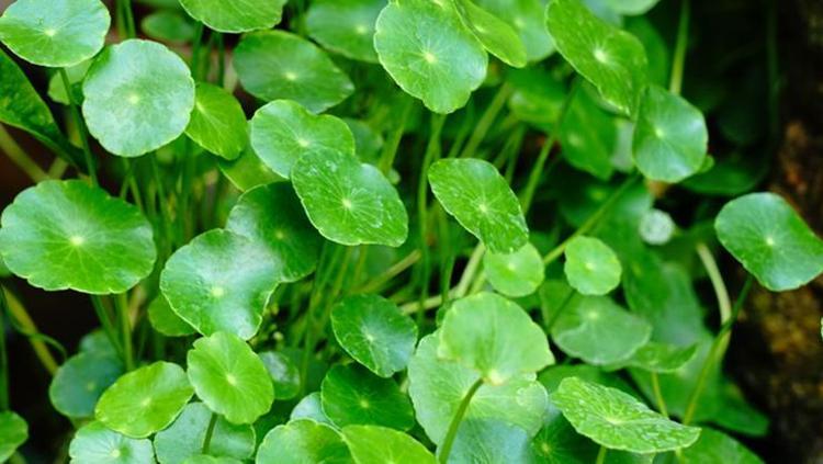 DOĞAL GİDERİCİ: GOTU KOLA ÇAYI NASIL HAZIRLANIR