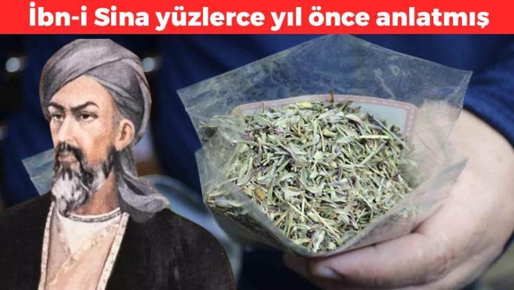 İbn-i Sina’nın kalıcı kilo verme yöntemi Yüzlerce yıl önce anlatmış: Çayını yapıp bardak bardak için, cayır cayır yağ yakan yöntem