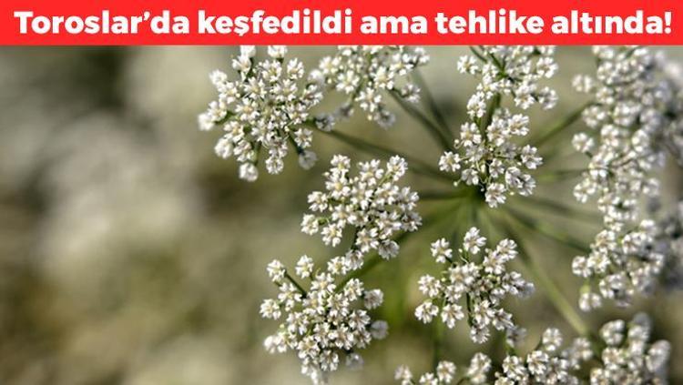 Toroslarda keşfedildi Dağda kendiliğinden yetişiyor: Nesli yüksek tehdit altında, doğal balgam söktürücü