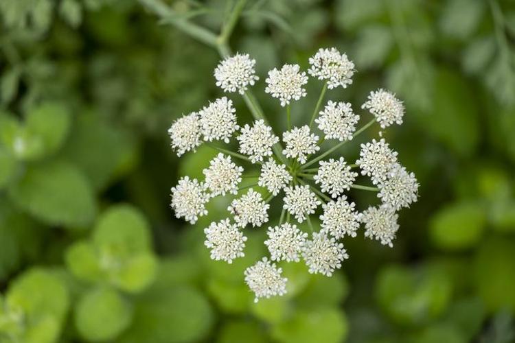 Toroslarda keşfedildi Dağda kendiliğinden yetişiyor: Nesli yüksek tehdit altında, doğal balgam söktürücü