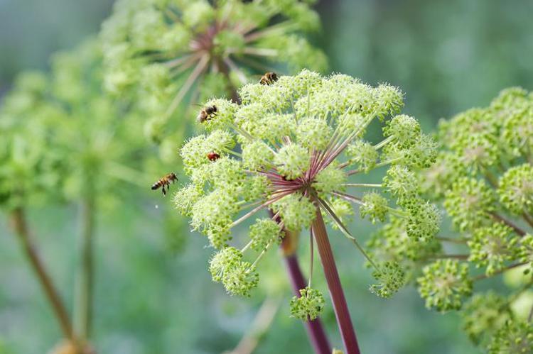 Toroslarda keşfedildi Dağda kendiliğinden yetişiyor: Nesli yüksek tehdit altında, doğal balgam söktürücü
