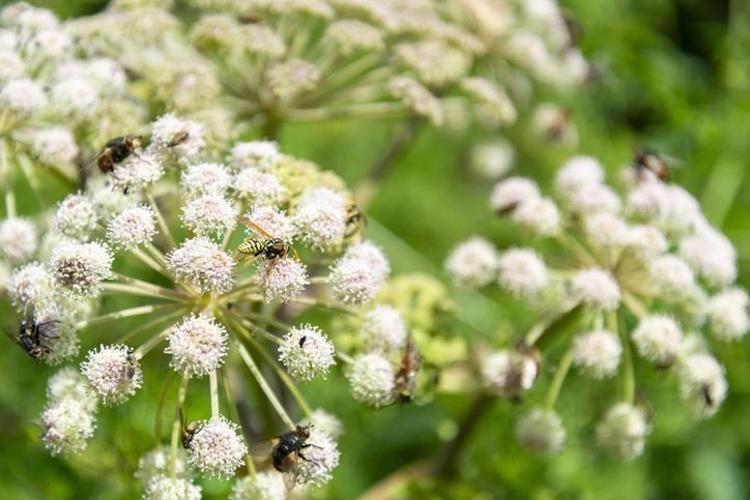 Toroslarda keşfedildi Dağda kendiliğinden yetişiyor: Nesli yüksek tehdit altında, doğal balgam söktürücü