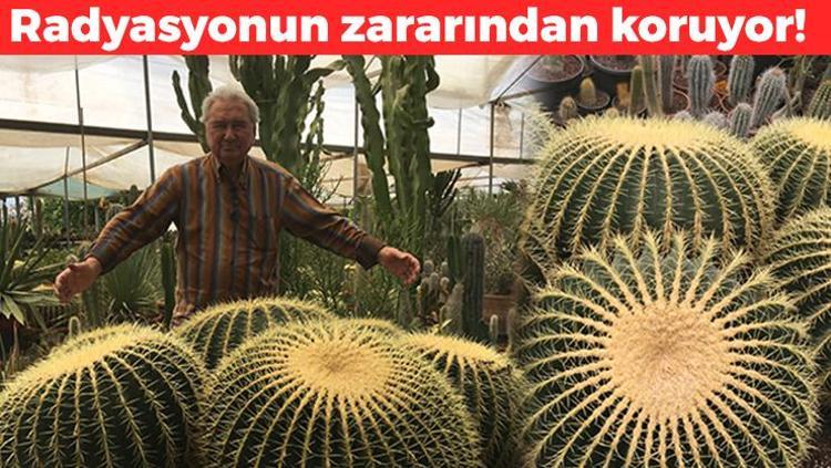 Kaktüse çiçek açtırıyor 1 damlası bile yetiyor: Evinde kaktüs olanlar denesin