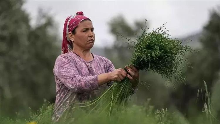 Egeliler sofrasından eksik etmiyor Herkes faydalarını bilmeli: Damarda kolesterolden eser bırakmıyor