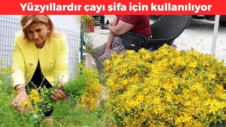 Dağda kendiliğinden yetişiyor Çayını yapıp bardak bardak için: İltihabın kökünü kurutuyor, böbrekleri diyalizin pençesinden kurtarıyor