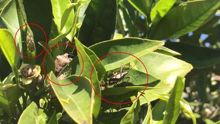 Bursa’nın Karacabey ilçesinin 2 mahallesini kahverengi kokarca böceği istila etti kiraz, erik ve dut ağaçları zarar gördü