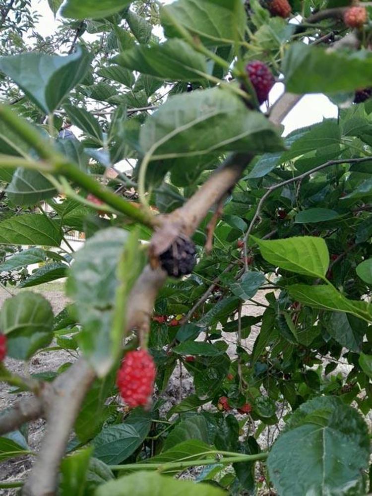 Bursa’nın Karacabey ilçesinin 2 mahallesini kahverengi kokarca böceği istila etti kiraz, erik ve dut ağaçları zarar gördü