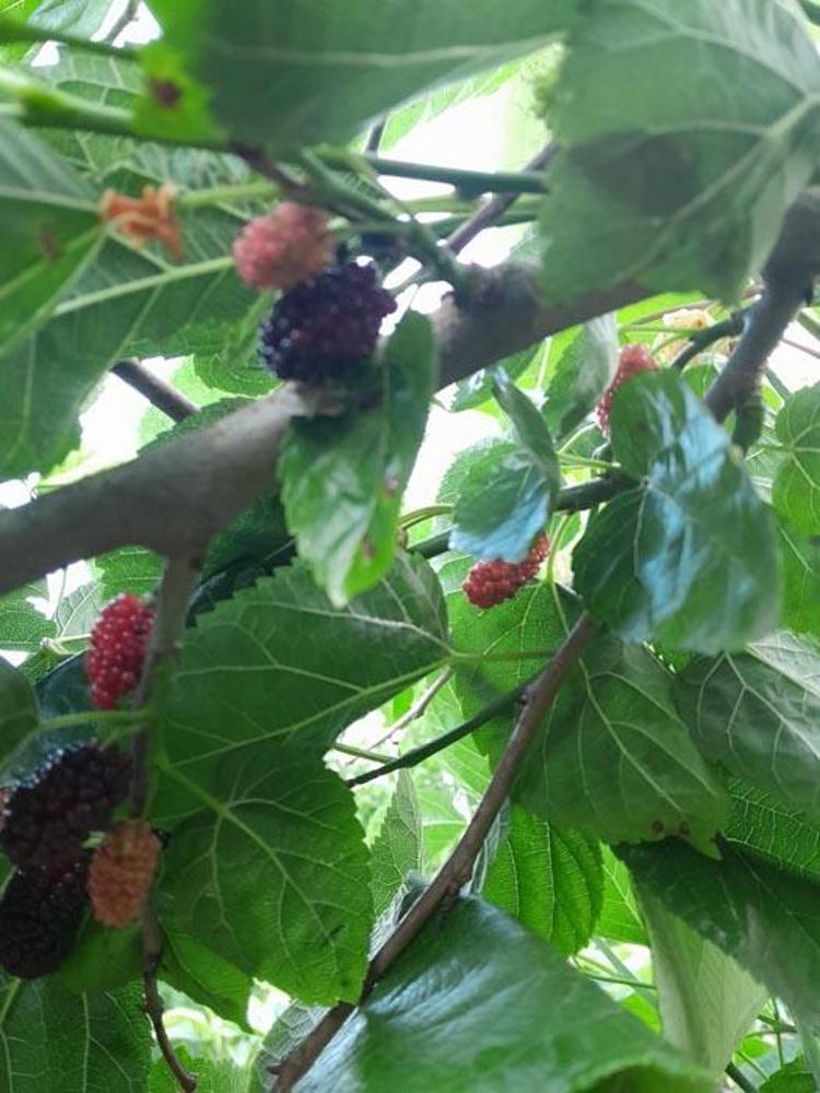 Bursa’nın Karacabey ilçesinin 2 mahallesini kahverengi kokarca böceği istila etti kiraz, erik ve dut ağaçları zarar gördü