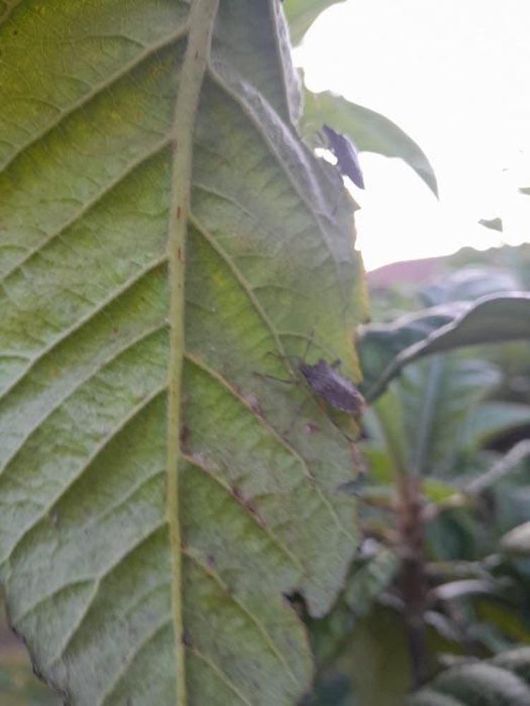 Bursa’nın Karacabey ilçesinin 2 mahallesini kahverengi kokarca böceği istila etti kiraz, erik ve dut ağaçları zarar gördü