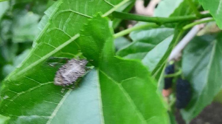 Bursa’nın Karacabey ilçesinin 2 mahallesini kahverengi kokarca böceği istila etti kiraz, erik ve dut ağaçları zarar gördü