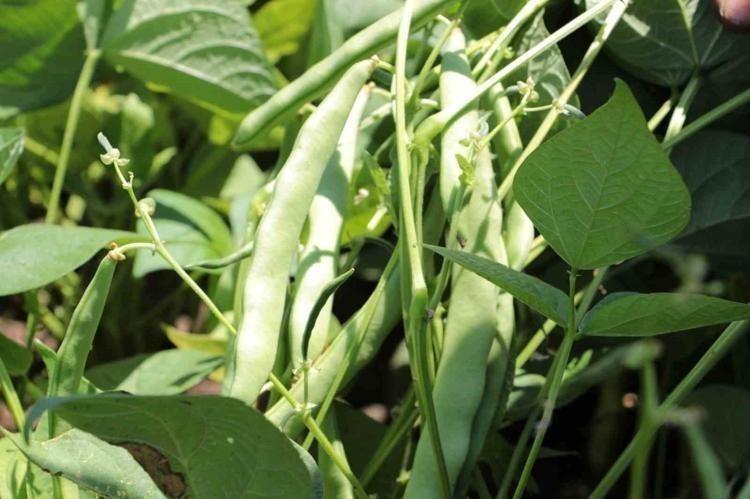 SİNDİRİMİ RAHATLATIR, KABIZLIĞI ÖNLER