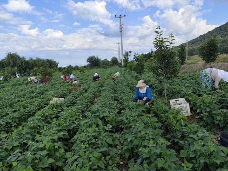 Bursada hasadı başladı Kilosu 65 TL: Bağırsakları motor gibi çalıştırıp C vitamini yüklüyor En güçlü antioksidan, kemikleri betona çeviriyor