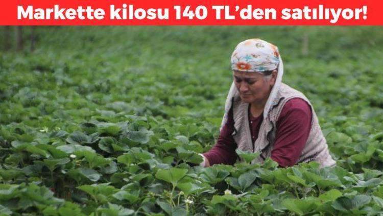 Orduda hasadı başladı Kilosu 140 TL: Kan şekerini terazi gibi dengeliyor, kolesterolü düşürüyor