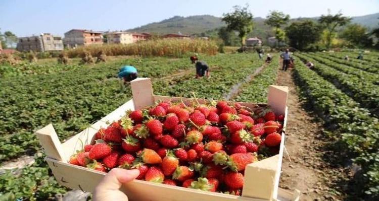 Orduda hasadı başladı Kilosu 140 TL: Kan şekerini terazi gibi dengeliyor, kolesterolü düşürüyor