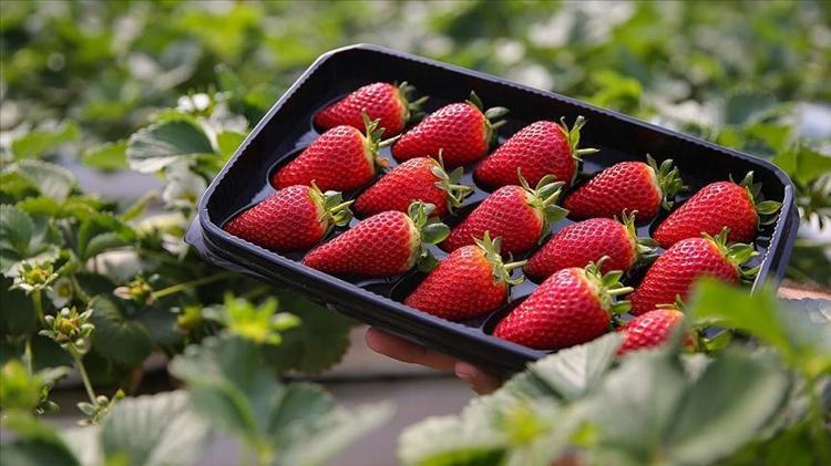 Orduda hasadı başladı Kilosu 140 TL: Kan şekerini terazi gibi dengeliyor, kolesterolü düşürüyor