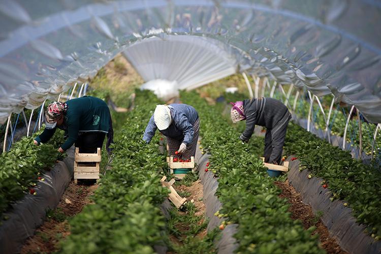 Orduda hasadı başladı Kilosu 140 TL: Kan şekerini terazi gibi dengeliyor, kolesterolü düşürüyor