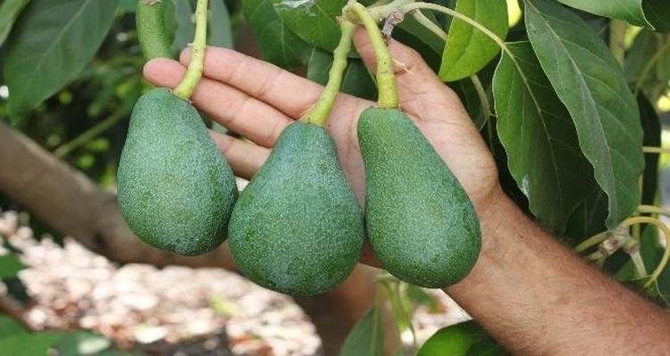Derin kırışıklıkları ütü gibi açıyor, ince çizgileri dolduruyor Gece sürenler sabah 10 yaş genç uyanıyor