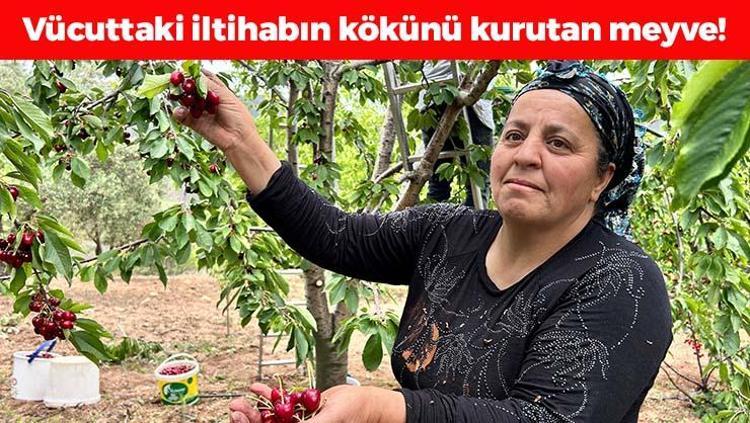 Hatayda hasadı başladı Kilosu 100 TL: İltihabı kurutup tıkalı damarları yağ sökücü gibi açıyor, kolesterolü silip atıyor Doğal tansiyon ilacı