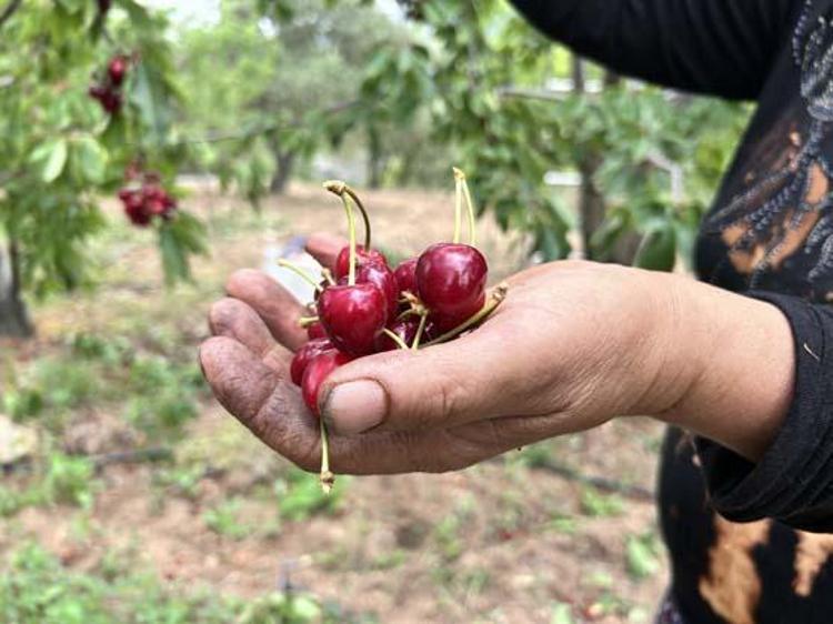 Hatayda hasadı başladı Kilosu 100 TL: İltihabı kurutup tıkalı damarları yağ sökücü gibi açıyor, kolesterolü silip atıyor Doğal tansiyon ilacı