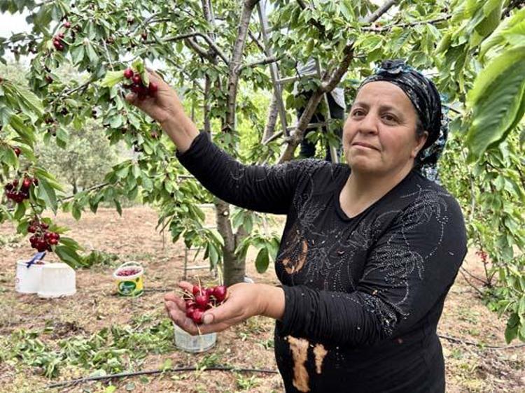 Hatayda hasadı başladı Kilosu 100 TL: İltihabı kurutup tıkalı damarları yağ sökücü gibi açıyor, kolesterolü silip atıyor Doğal tansiyon ilacı