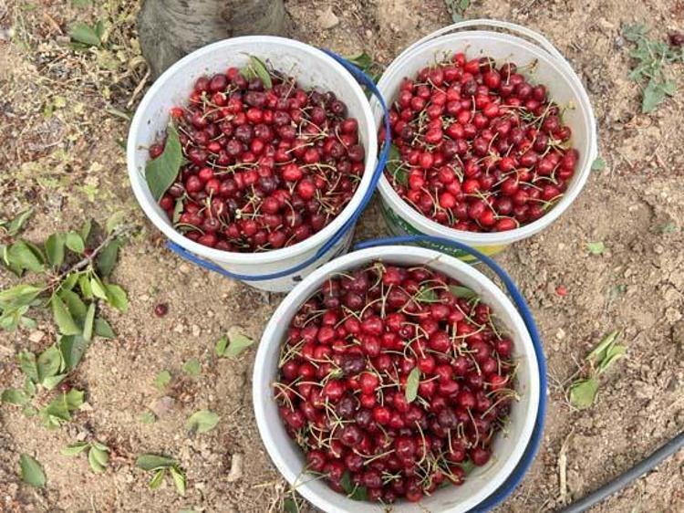 Hatayda hasadı başladı Kilosu 100 TL: İltihabı kurutup tıkalı damarları yağ sökücü gibi açıyor, kolesterolü silip atıyor Doğal tansiyon ilacı