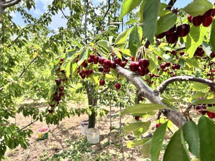 Hatayda hasadı başladı Kilosu 100 TL: İltihabı kurutup tıkalı damarları yağ sökücü gibi açıyor, kolesterolü silip atıyor Doğal tansiyon ilacı