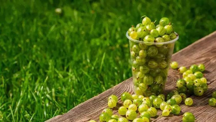 AMLA (HİNT BEKTAŞİ ÜZÜMÜ)