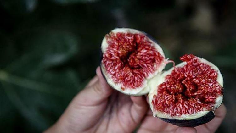 İNCİR: KALSİYUM DEPOSU