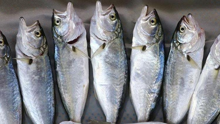 BALIK: OMEGA-3 KAYNAĞI