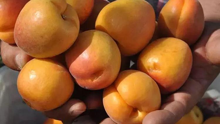 KAYISI: KEMİK ERİMESİNE KALKAN OLUYOR