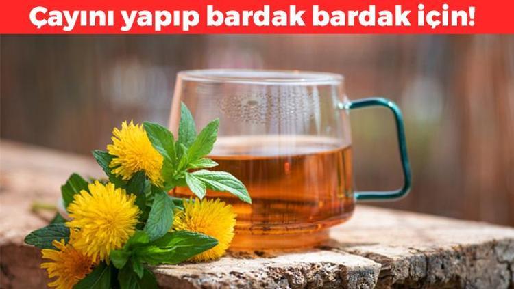 Karaciğerdeki toksinleri süzgeç gibi süzüyor Doğada kolayca bulunuyor: Çayını yapıp 1 bardak için