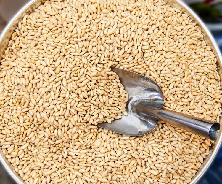 ÇAM FISTIĞI: NADİR VE DEĞERLİ BİR BESİN