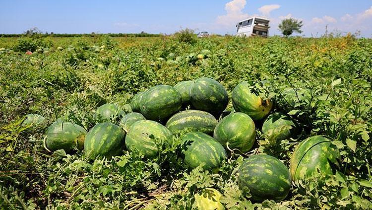 Adanada hasadı devam ediyor Kilosu 9-10 TLye kadar düştü: Kavurucu sıcaklarda tüketin