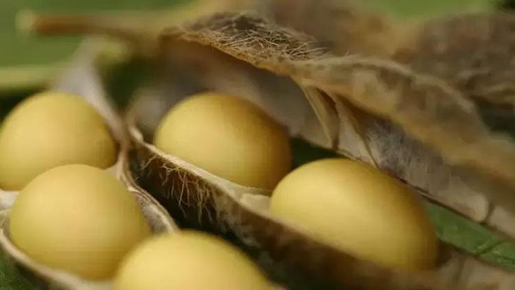 Tek lokması kolesterolü yerle bir ediyor Tam bir protein deposu: Kıymeti hiç bilinmiyor