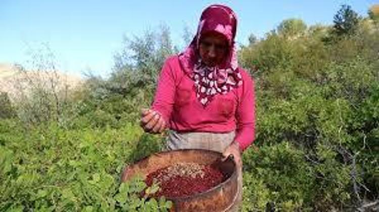 Kan şekerini sıfırlıyor Ilık suyun içine ekleyip için: Damarları çamaşır suyu gibi temizliyor, böbrekleri diyalizin pençesinden kurtarıyor