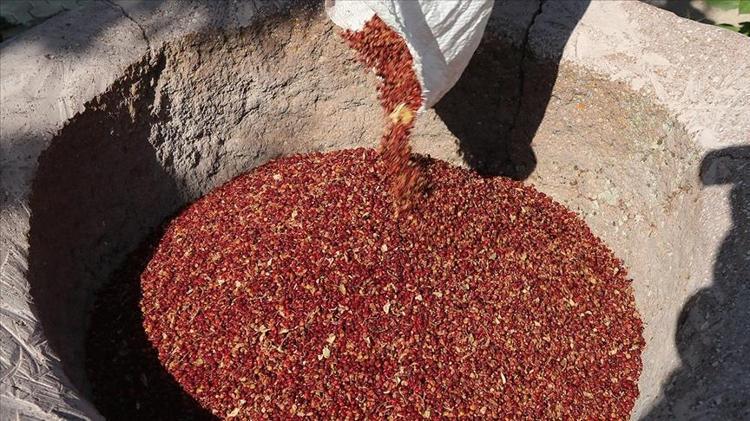 Kan şekerini sıfırlıyor Ilık suyun içine ekleyip için: Damarları çamaşır suyu gibi temizliyor, böbrekleri diyalizin pençesinden kurtarıyor