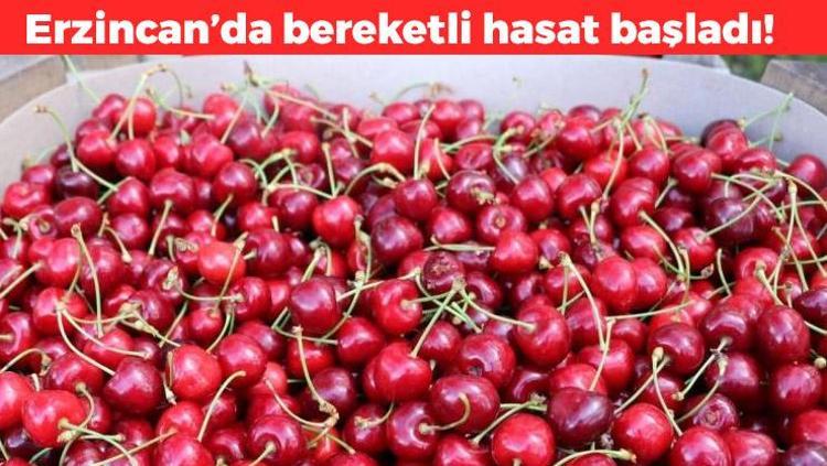 Erzincanda hasadı başladı Sapı da meyvesi de altın değerinde: Potasyum ve A vitamini deposu