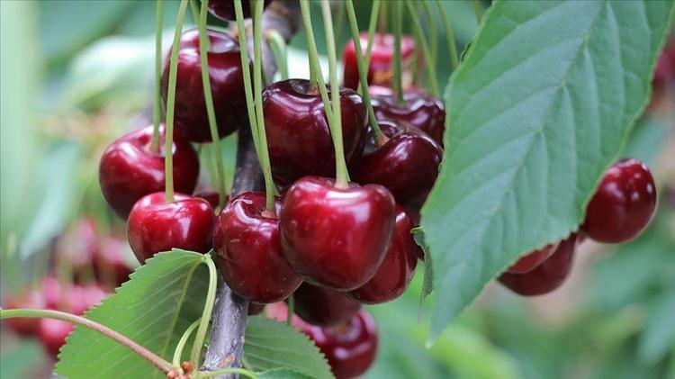 Erzincanda hasadı başladı Sapı da meyvesi de altın değerinde: Potasyum ve A vitamini deposu