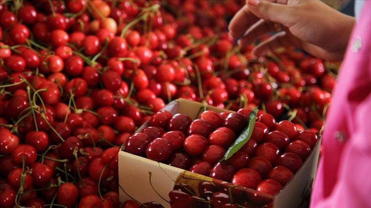Erzincanda hasadı başladı Sapı da meyvesi de altın değerinde: Potasyum ve A vitamini deposu