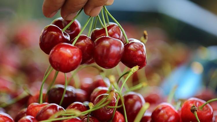 Erzincanda hasadı başladı Sapı da meyvesi de altın değerinde: Potasyum ve A vitamini deposu