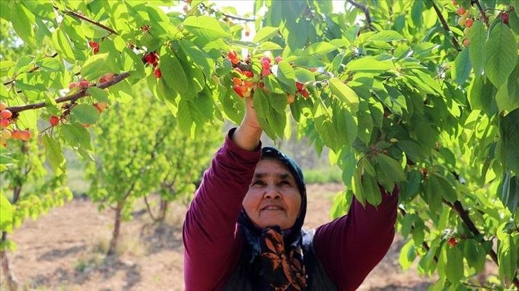 Erzincanda hasadı başladı Sapı da meyvesi de altın değerinde: Potasyum ve A vitamini deposu