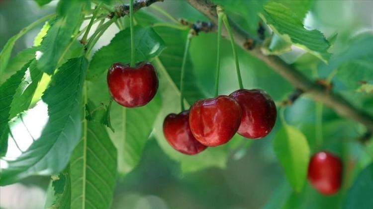 Erzincanda hasadı başladı Sapı da meyvesi de altın değerinde: Potasyum ve A vitamini deposu