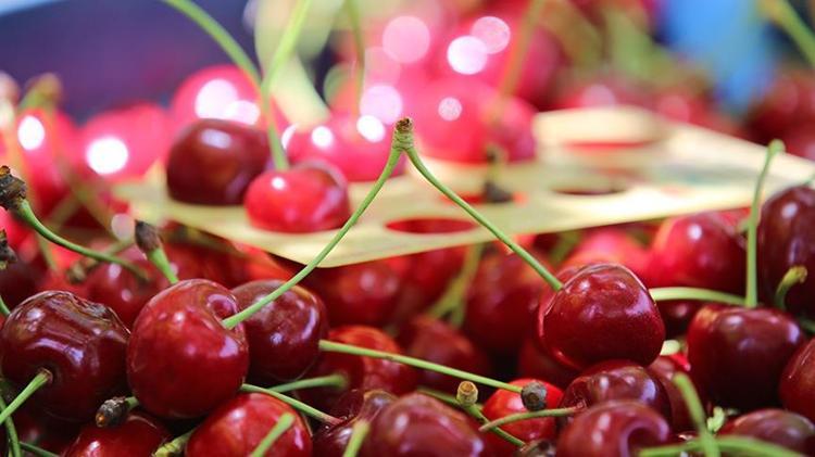 Erzincanda hasadı başladı Sapı da meyvesi de altın değerinde: Potasyum ve A vitamini deposu