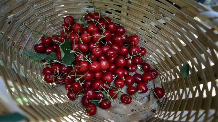 Erzincanda hasadı başladı Sapı da meyvesi de altın değerinde: Potasyum ve A vitamini deposu
