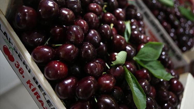 Erzincanda hasadı başladı Sapı da meyvesi de altın değerinde: Potasyum ve A vitamini deposu