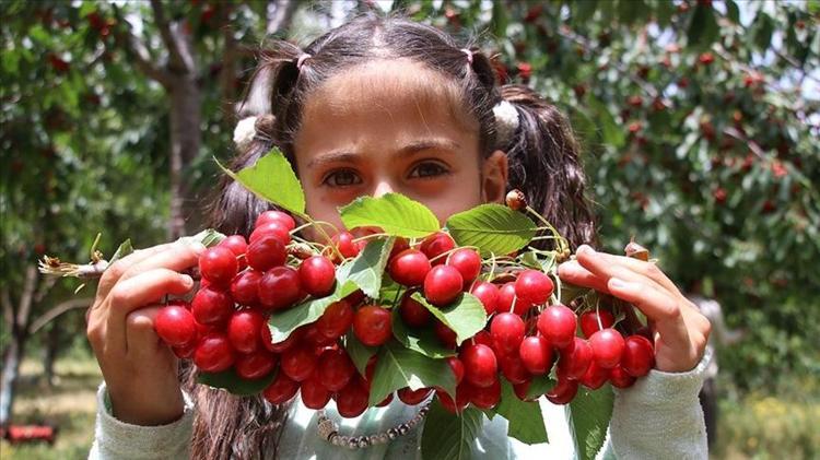 Erzincanda hasadı başladı Sapı da meyvesi de altın değerinde: Potasyum ve A vitamini deposu