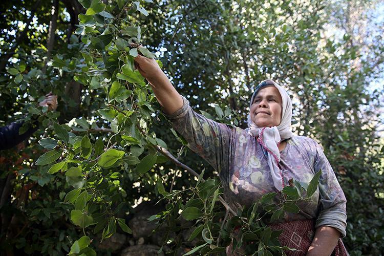 Ağaçtan toplayıp kurutun Sinopta doğal ilaç olarak biliniyor: Yemeklere yaprak yaprak ekleyin