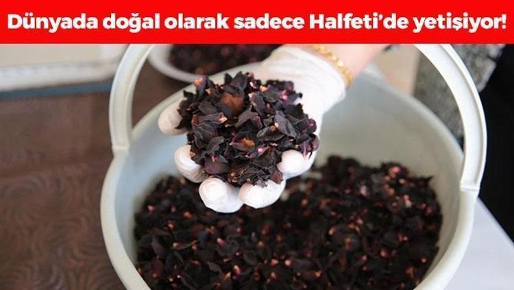 Dünyada sadece Şanlıurfada yetişiyor Sabununu cilde sürünce egzama, sedef ve mantarın kökünü kazıyıp cildi 10 yaş gençleştiriyor