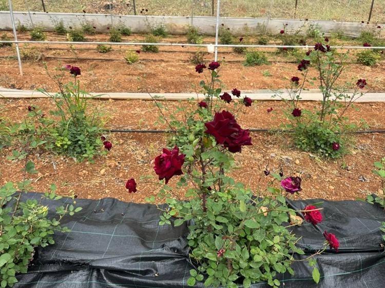 KARAGÜL SABUNUNUN FAYDALARI NELERDİR